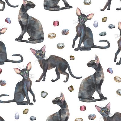 Черные коты 3