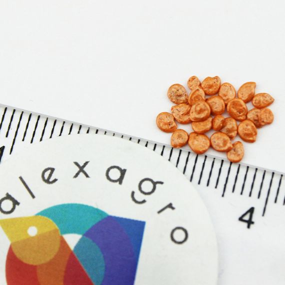 СОЛЕРОССО F1 семена томата Nunhems купить