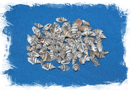 Насса серая