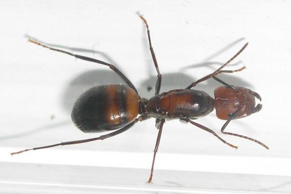 Camponotus nicobarensis