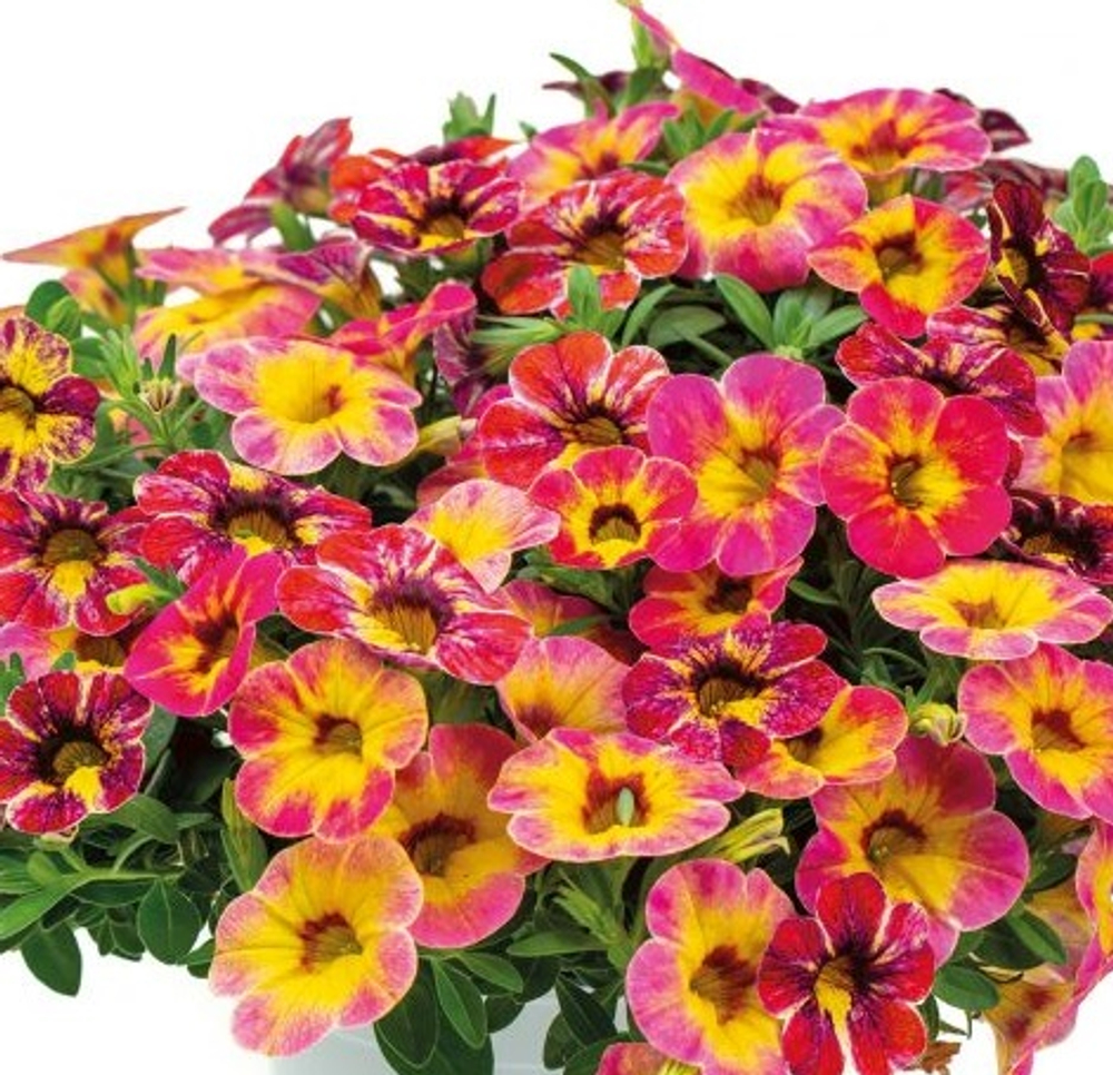 Евро Калибрахоа Хамелеон Тарт Деко укорененный черенок ОКС март