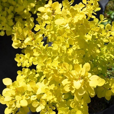 Барбарис тунберга Голден Горизонт