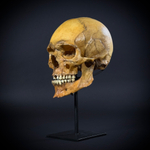 Череп человека на стойке (анатомическая модель)