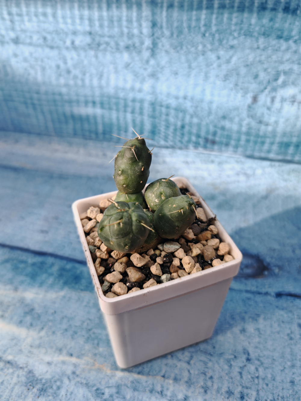 Puna Incahuasi (Пуна)