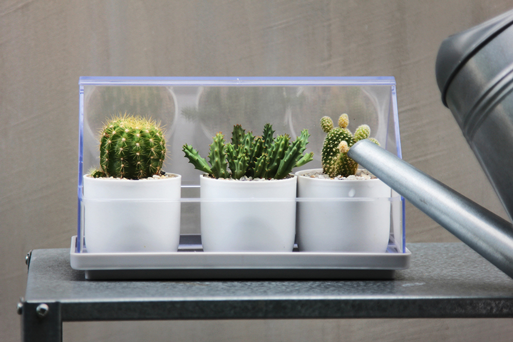 Лоток для выращивания растений micro green house, прозрачный