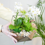 Готовый флорариум с белой орхидеей Икос