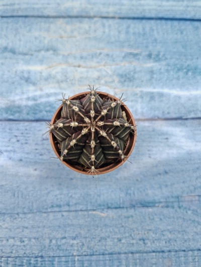 Gymnocalycium Friedrichii (Гимнокалициум)