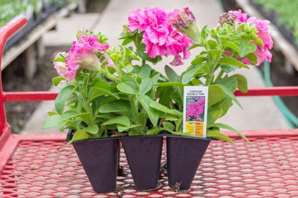 Петуния махровая Дабл Каскад Пинк (50др) Витагрин Профи