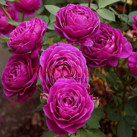 Роза флорибунда Олд Порт С6