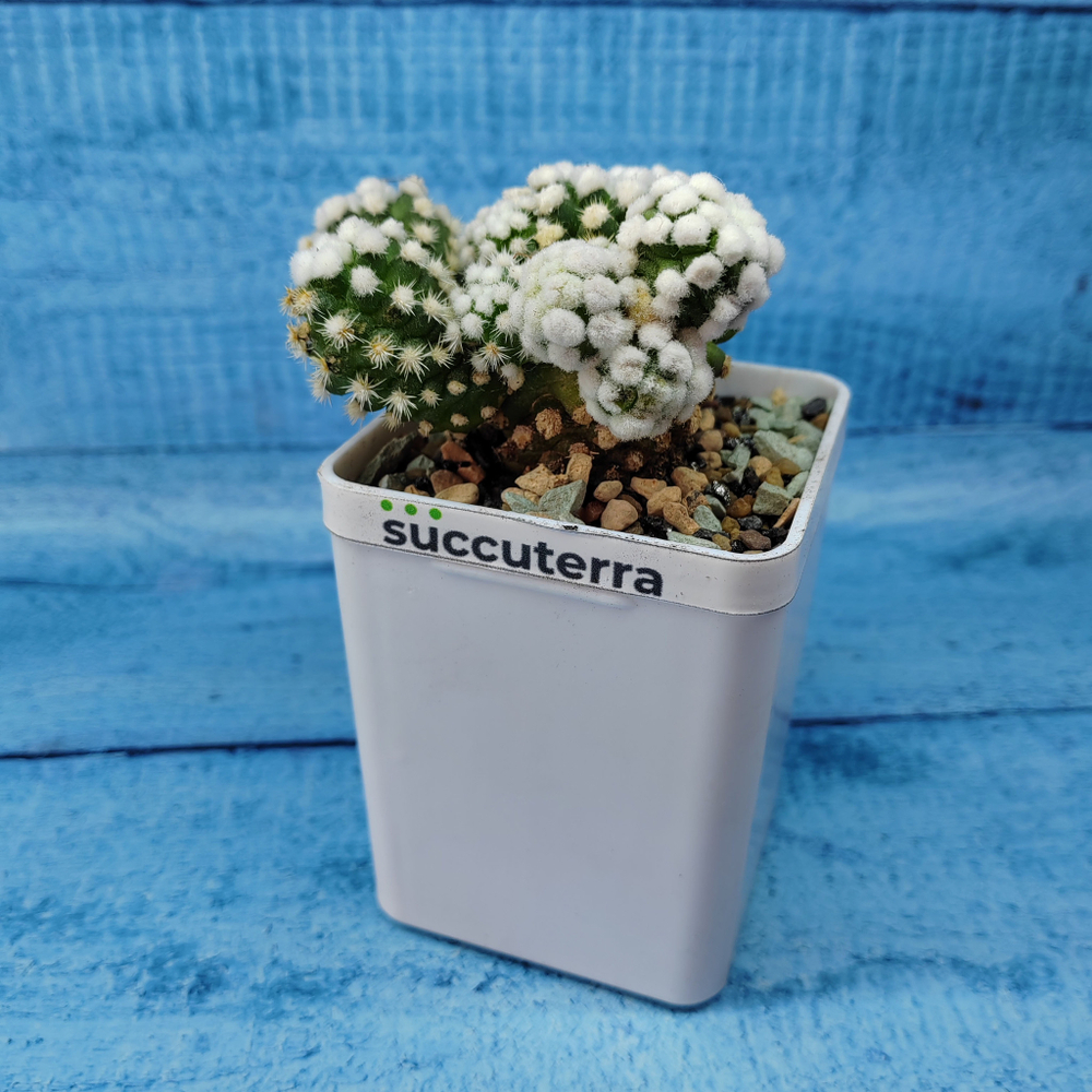 Mammillaria Arizona Snowcap (Маммиллярия)