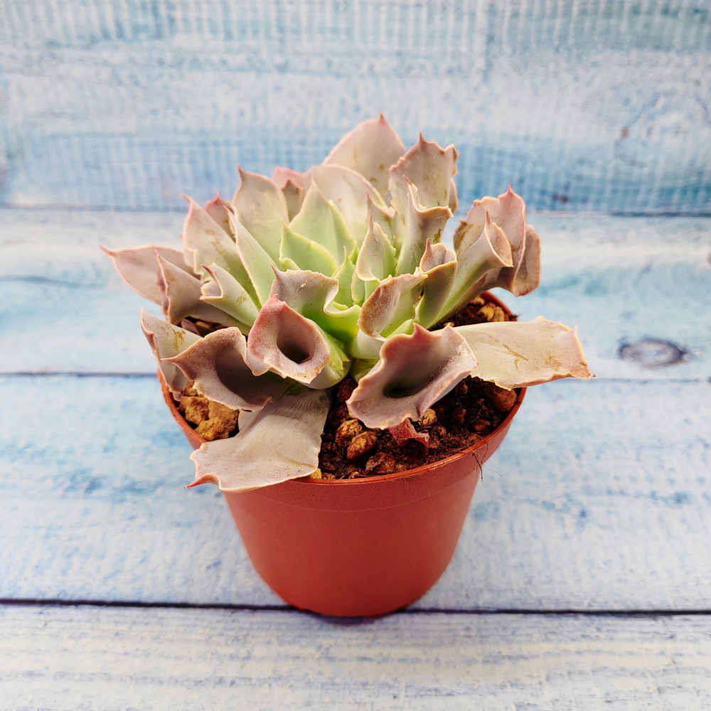 Echeveria Trumpet Pinky (Эхеверия)
