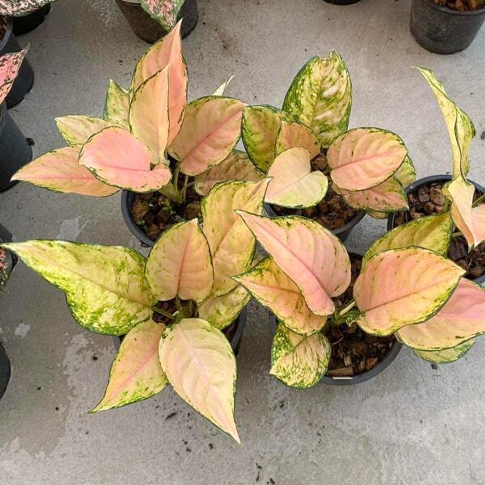 Аглаонема PINK BARBIE