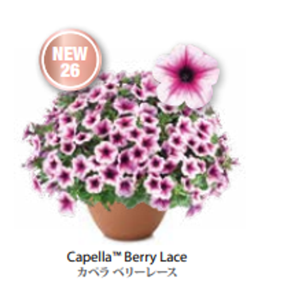 Новинка 2026 ЕВРО Петуния CAPELLA Berry Lace ЕВРО укорененный черенок СЕРЕДИНА НОЯБРЯ поставка 1