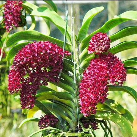 Ринхостилис RHY 05-JAK KRAPHAT