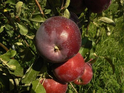 Яблоня Вильямс Прайд