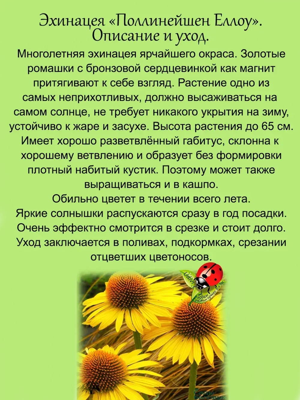 Эхинацея Полинейшен Еллоу многолетник