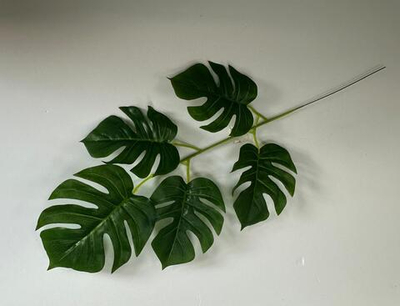 Монстера ветка