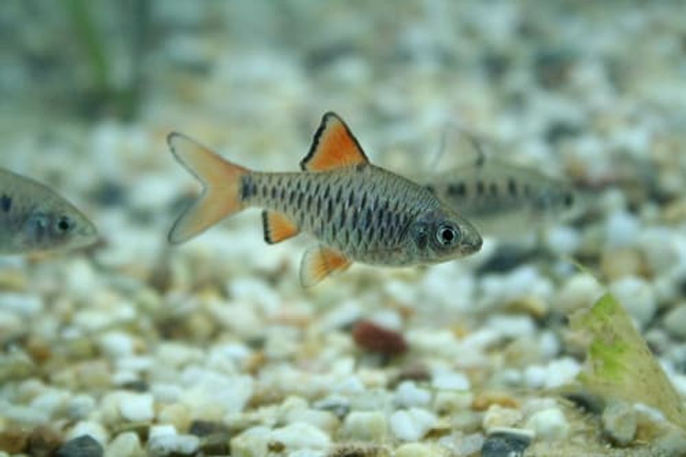 Барбус суматранский бордовый (код 140)