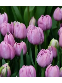 Тюльпаны Katinka 4 шт, набор луковиц