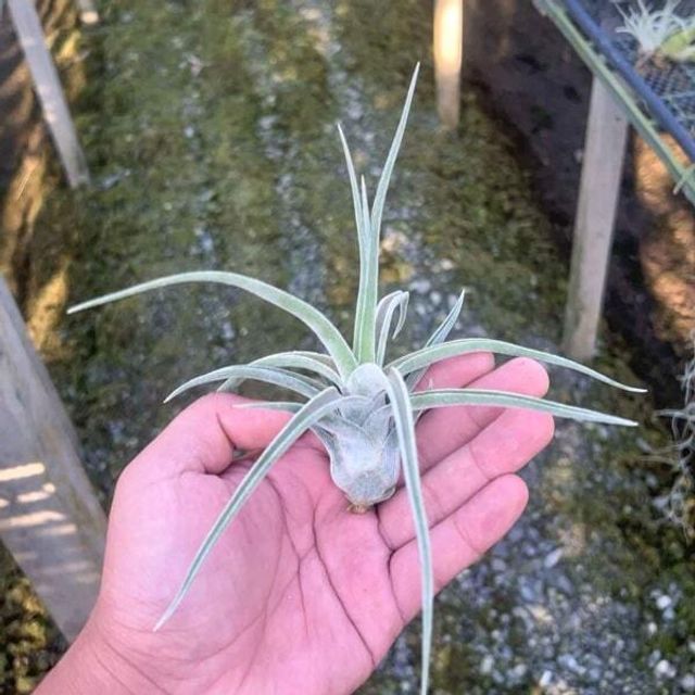 Тилландсия