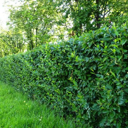 Кизильник блестящий lucidus