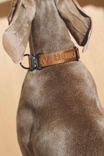 Ошейник "Пони-Компаньони" Серый