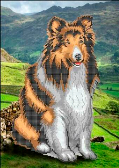 Г-5123 Шотландская колли