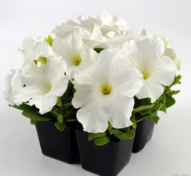 S6075 Петуния кустовая Grandiflora EZ RIDER® WHITE 1000 шт.