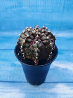 Gymnocalycium T-Rex Pink hybride (Гимнокалициум T-rex)