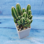 Cereus Peruvianus Paolina (Цереус)