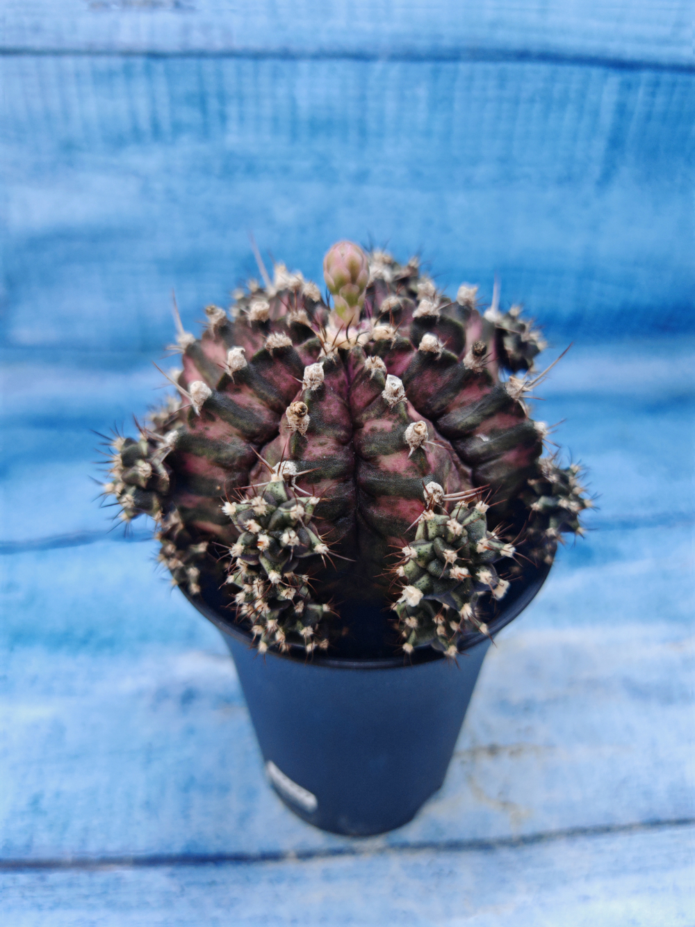 Gymnocalycium T-Rex Pink hybrid (Гимнокалициум T-rex)