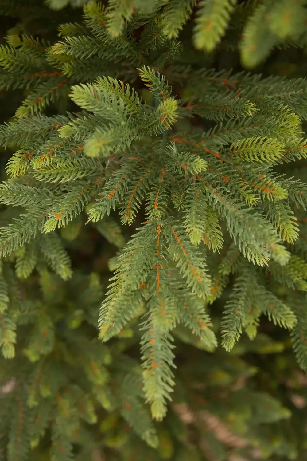 Ель Королевская стройная 260 см., 100% литая хвоя, TreeDeLux (TDL)(70030)