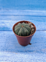 Euphoria Obesa (Эуфорбия)