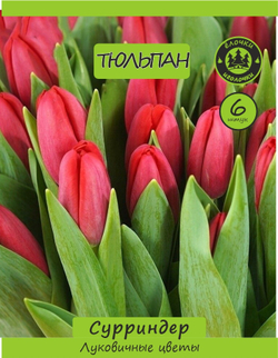 Тюльпан Луковица, Сурриндер, 6 шт