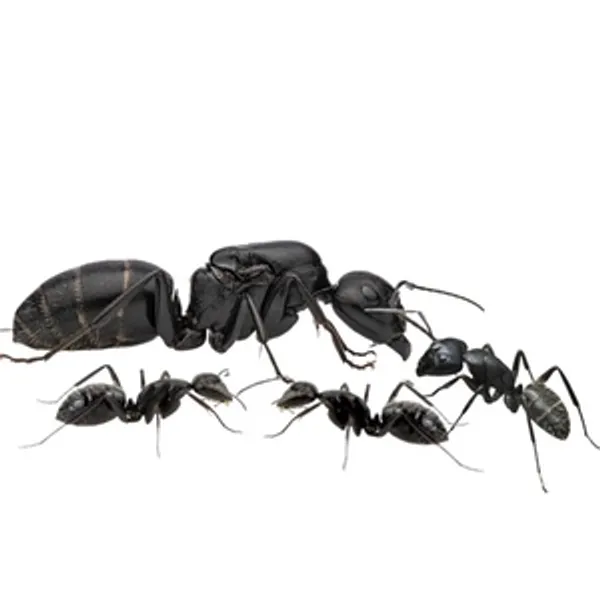 В нашем питомнике у CAMPONOTUS VAGUS появились первые яйца В нашем питомнике у CAMPONOTUS VAGUS появились первые яйца
