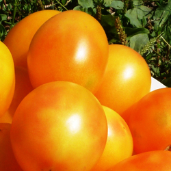 Помидоры Алыча