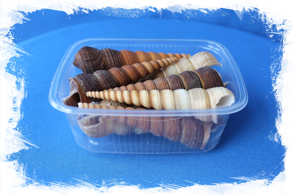 Турителла Теребра, 5-7см, 100гр, 8шт