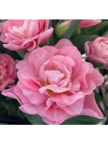 Тюльпаны пионовидные ,луковицы сорт DREAMER (4 штук)