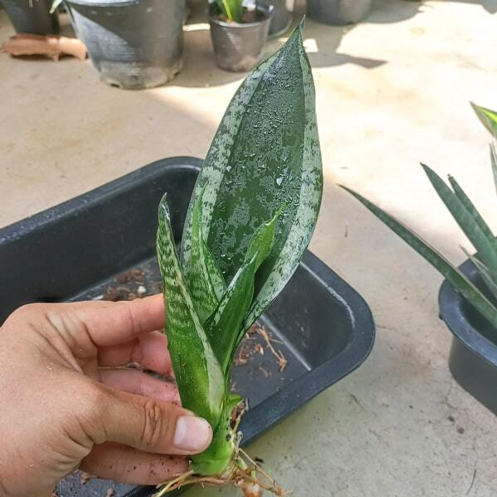 Сансевиерия WHITNEY / SILVER FRAME