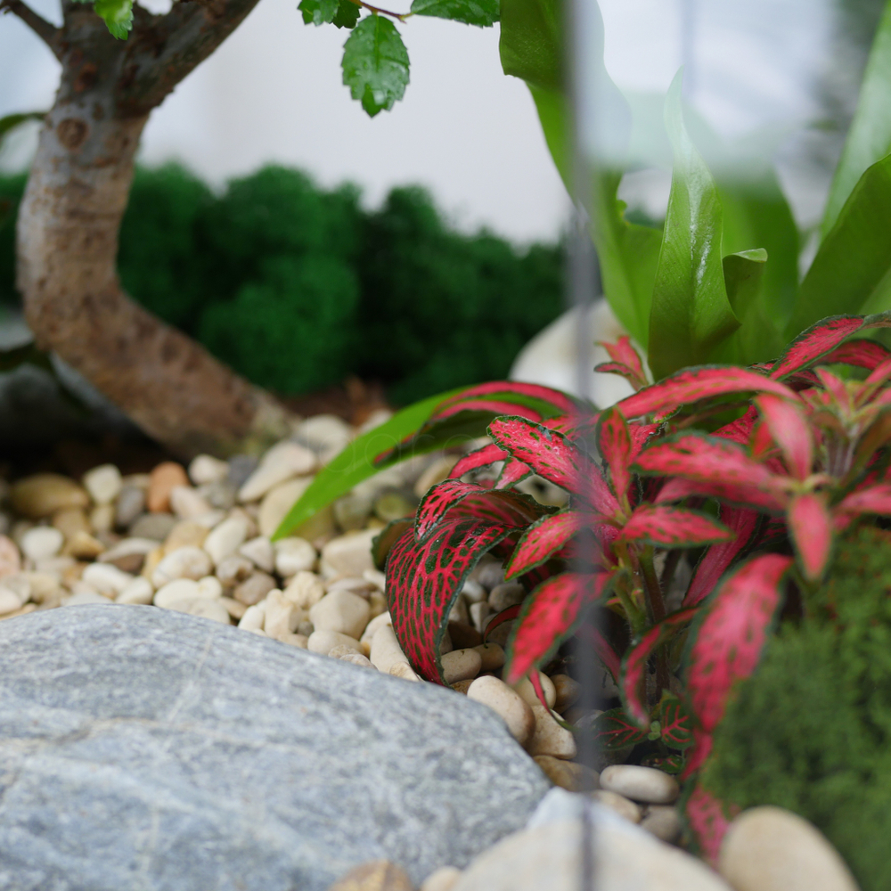 Готовый флорариум бонсай Японский вяз Бонсариум XL с озером