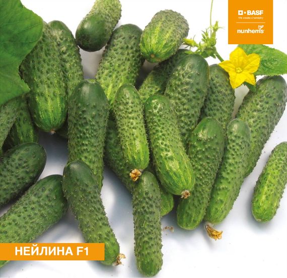 Нейлина F1 семена огурца партенокарпического (Nunhems / ALEXAGRO) культура