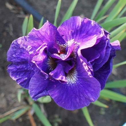 Ирис сибирский Каблуе С2
