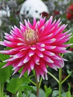 Георгин декоративный Дарк Хорс