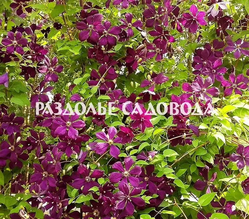 Клематис Сёдертелье
