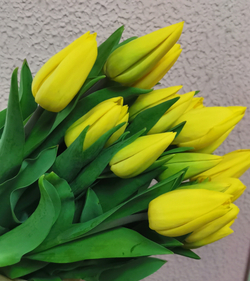 Тюльпан классический жёлтый