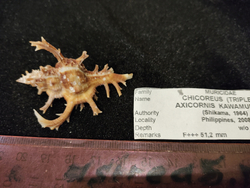 Цикореус Аксикорнис