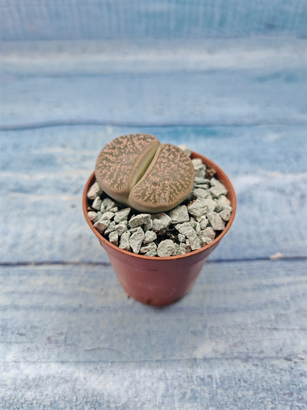 Lithops sp. (Литопсы)