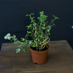 Пеперомия круглолистная