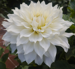 Георгин Хапет Клауд(Hfpet Cloud)