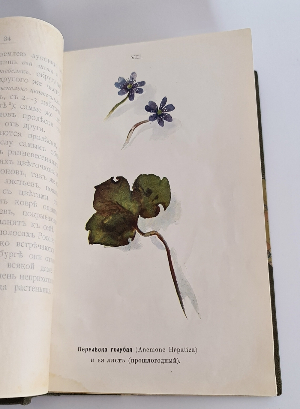 "Наши весенние цветы. Серия 1-3. Наши летние цветы. Серия 1-2". Д.Н.Кайгородов. 1915 г.
